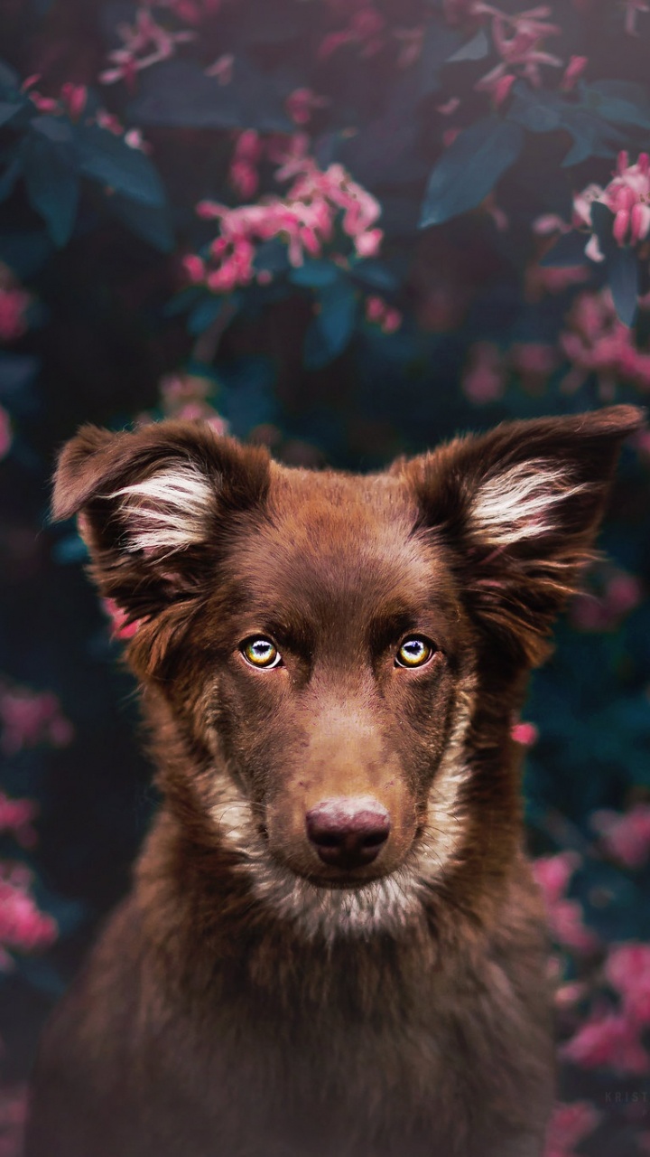 Black and Brown Short Coated Dog. Wallpaper in 720x1280 Resolution