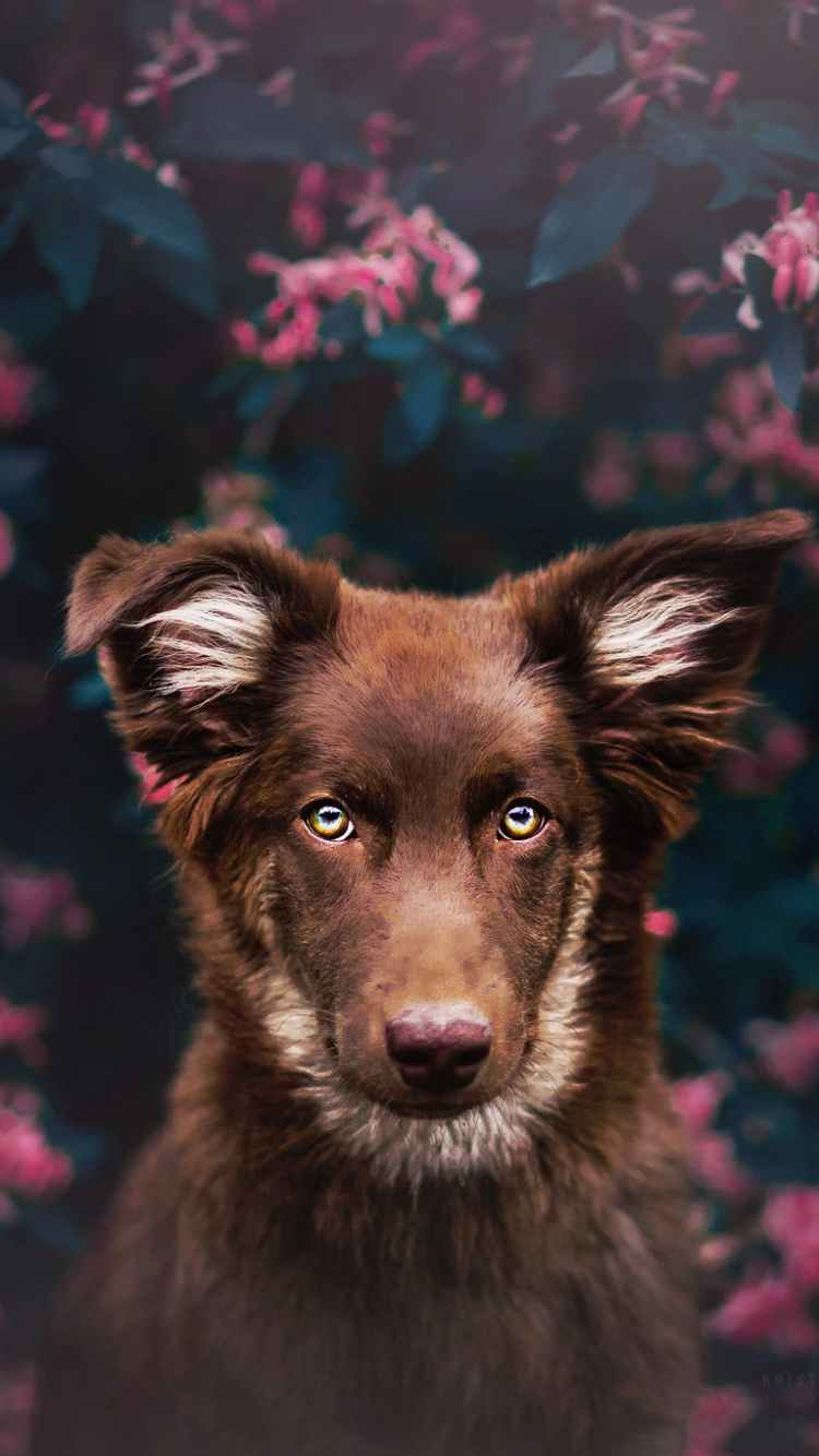 Black and Brown Short Coated Dog. Wallpaper in 750x1334 Resolution