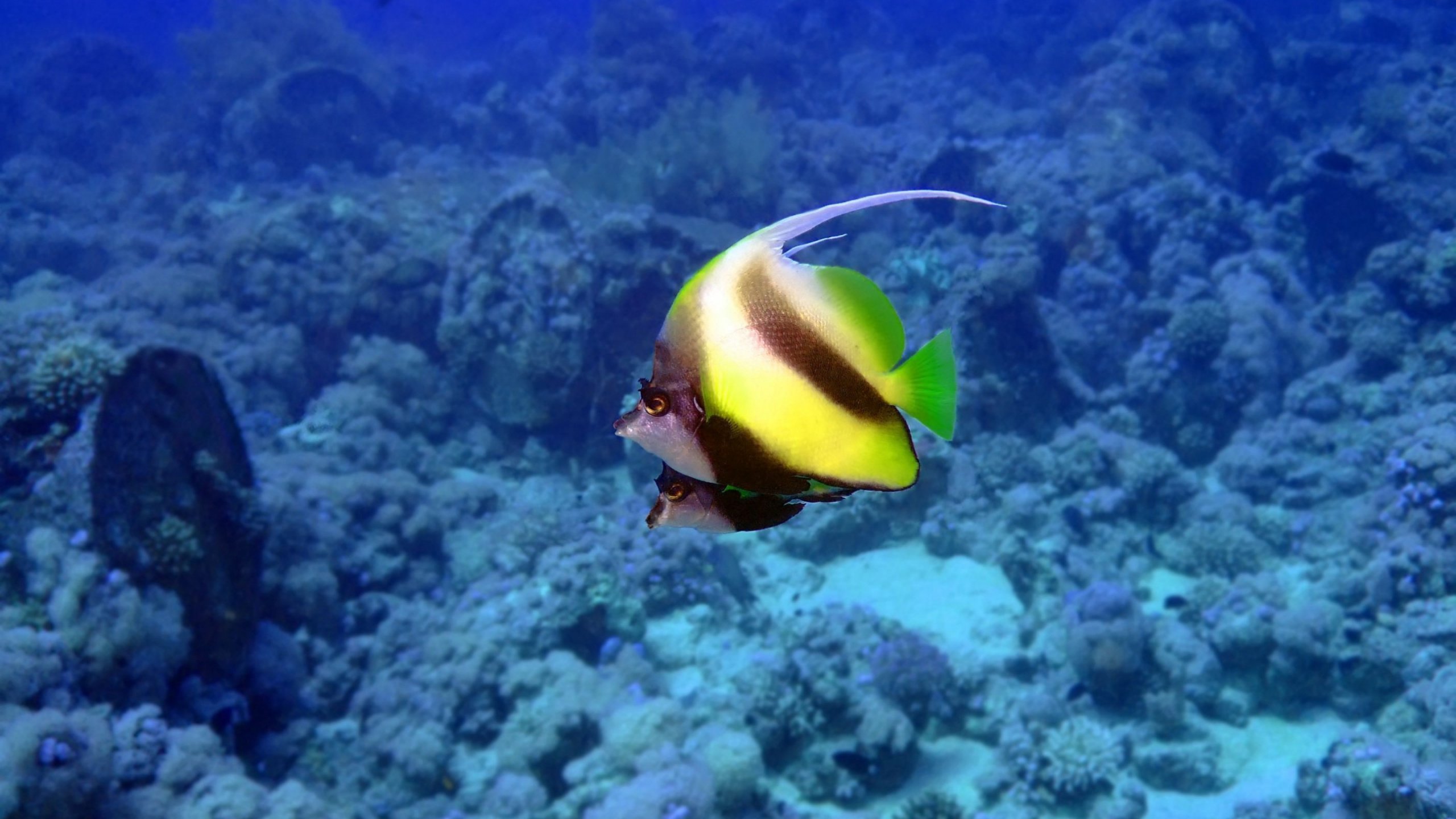 Yellow and Black Fish Under Water. Wallpaper in 2560x1440 Resolution