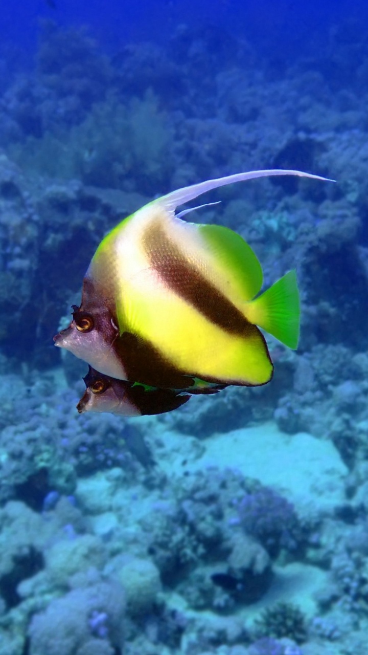 Yellow and Black Fish Under Water. Wallpaper in 720x1280 Resolution