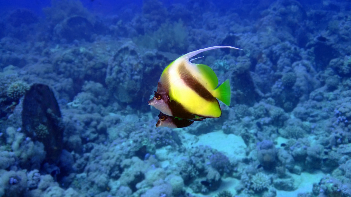 Gelber Und Schwarzer Fisch Unter Wasser. Wallpaper in 1366x768 Resolution