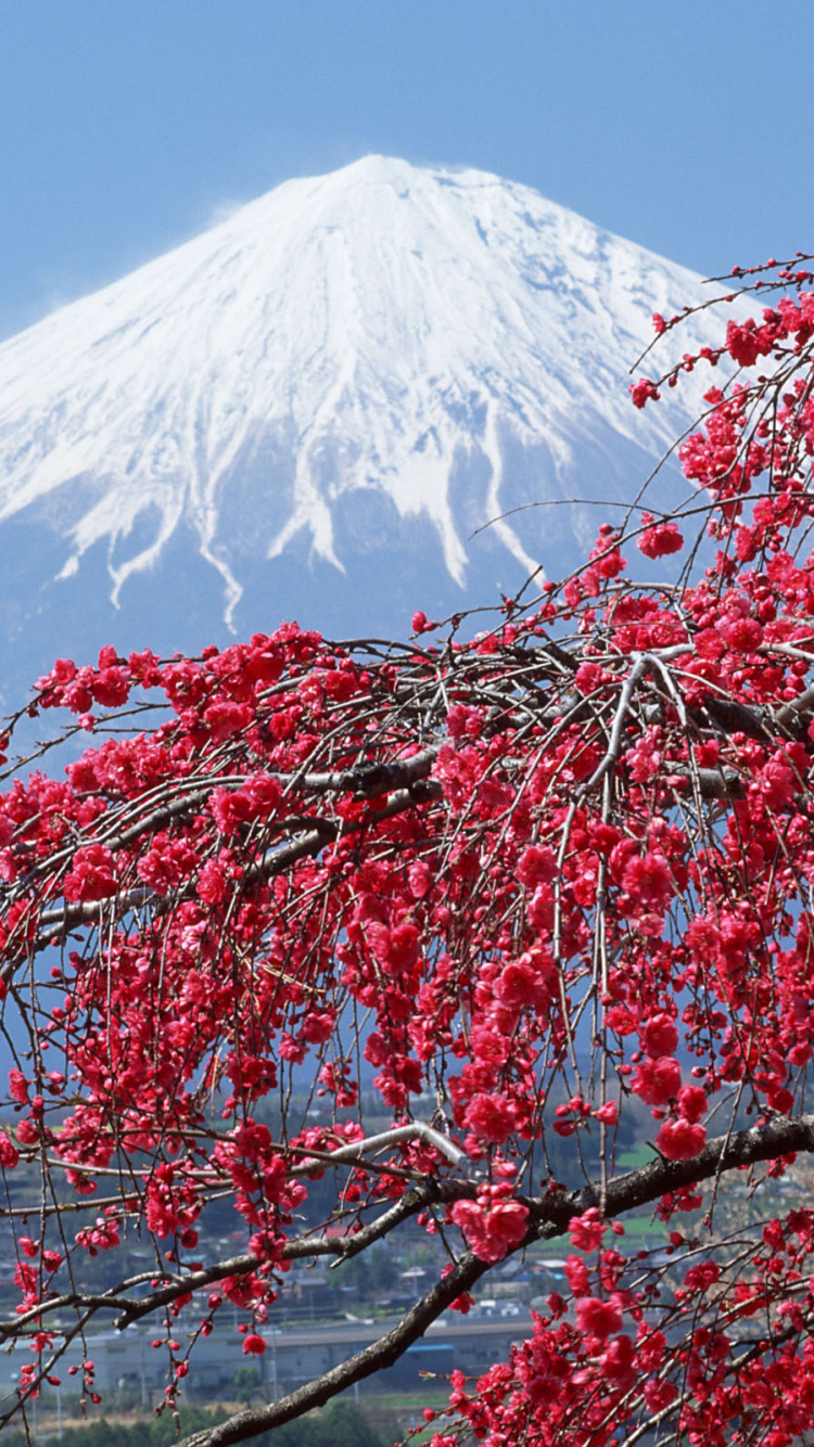 Árbol de Hoja Rosa Cerca de la Montaña Cubierta de Nieve Durante el Día. Wallpaper in 750x1334 Resolution