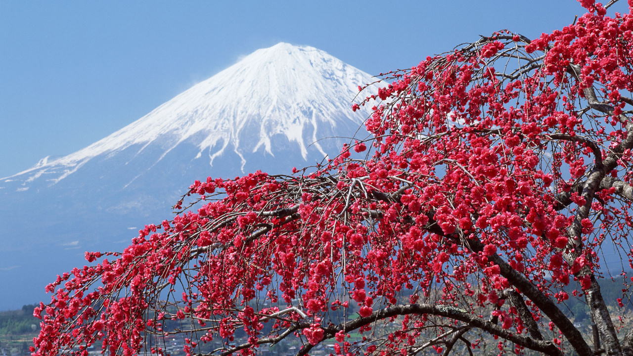 Pink Leaf Tree Near Snow Covered Mountain During Daytime. Wallpaper in 1280x720 Resolution