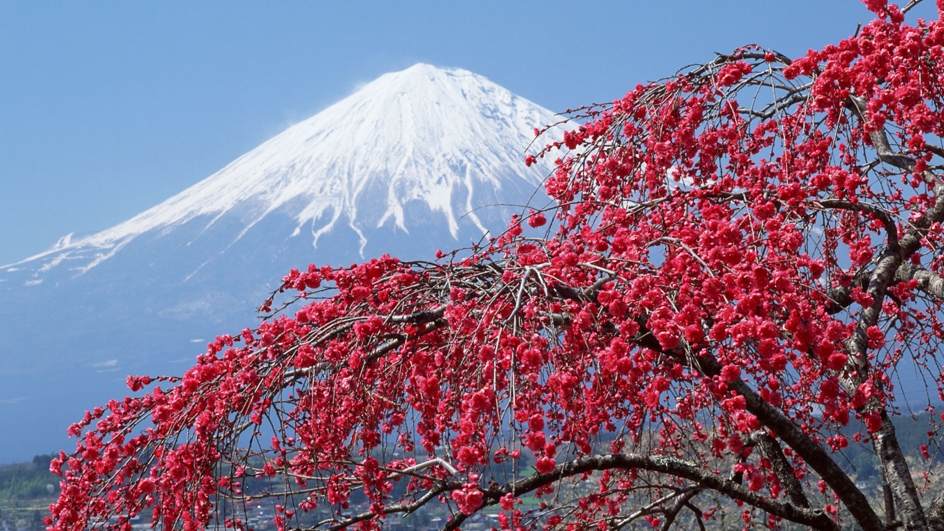 Pink Leaf Tree Near Snow Covered Mountain During Daytime. Wallpaper in 1366x768 Resolution