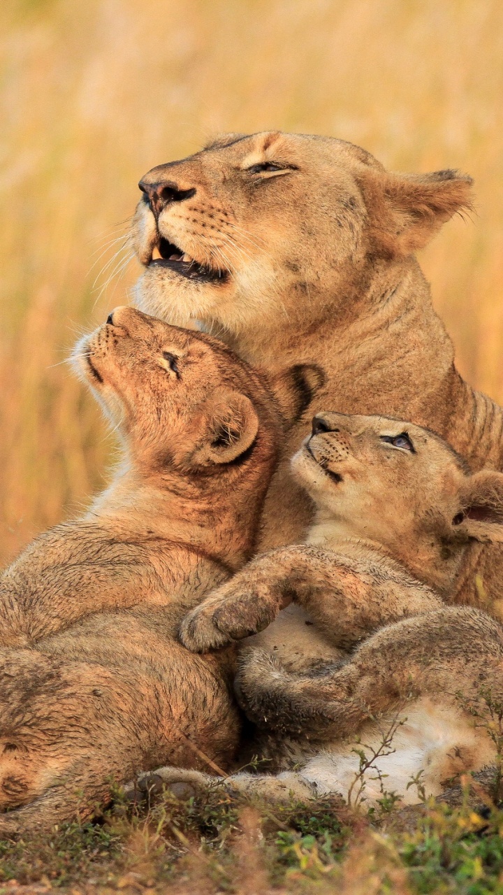 Lion Brun et Lionne Sur Terrain D'herbe Brune Pendant la Journée. Wallpaper in 720x1280 Resolution