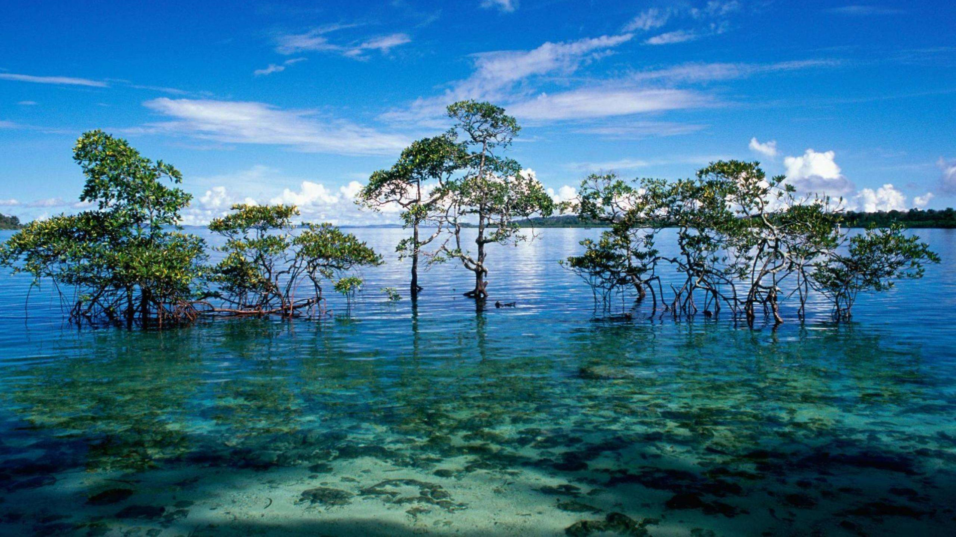 Árboles Verdes en el Cuerpo de Agua Bajo un Cielo Azul Durante el Día. Wallpaper in 1920x1080 Resolution