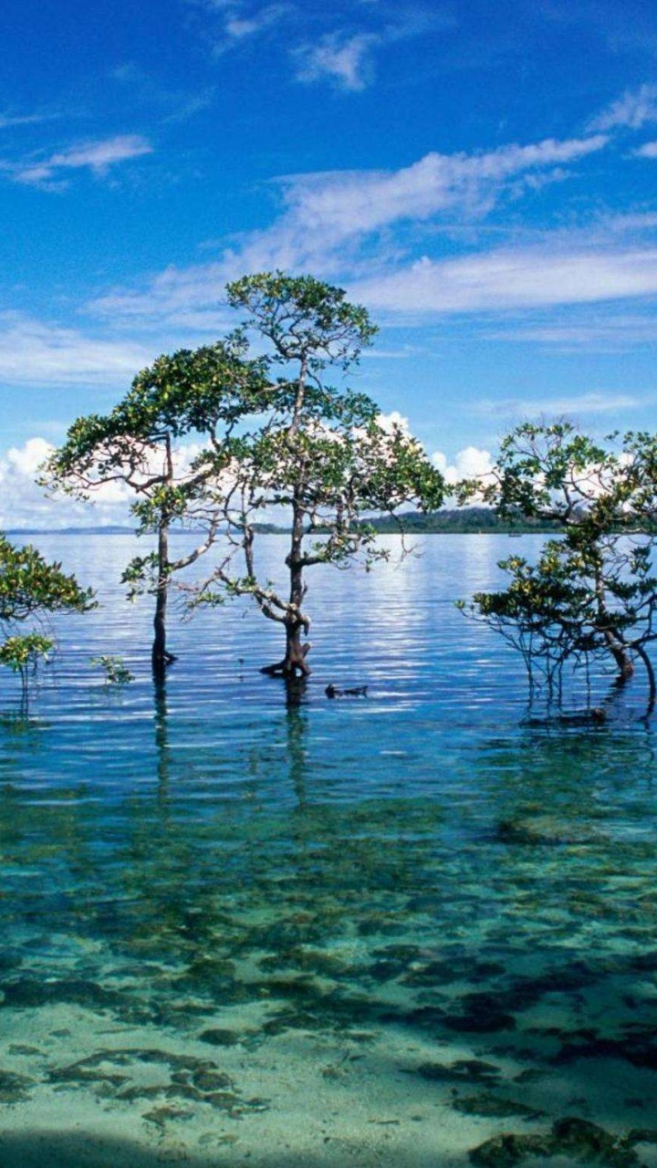 Green Trees on Body of Water Under Blue Sky During Daytime. Wallpaper in 720x1280 Resolution