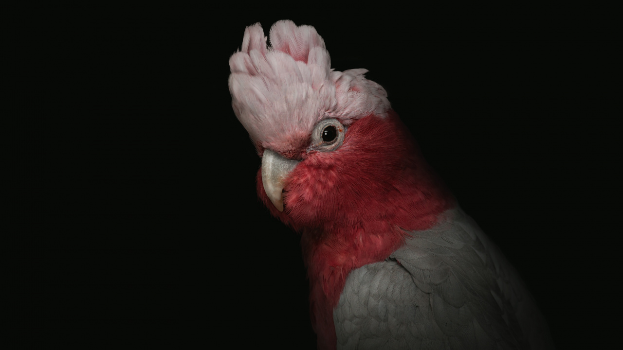 Red and White Bird Illustration. Wallpaper in 1280x720 Resolution