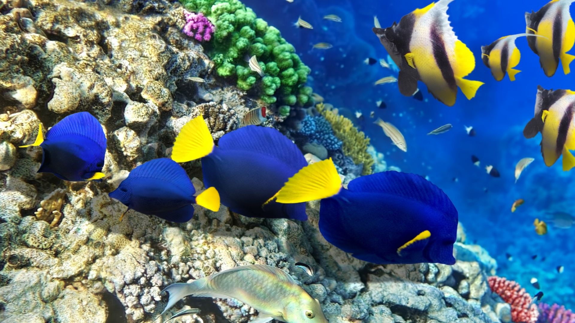 Poisson Bleu et Jaune Sur Les Récifs Coralliens. Wallpaper in 1920x1080 Resolution