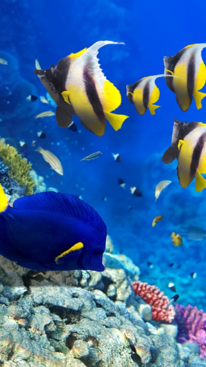 Blauer Und Gelber Fisch am Korallenriff. Wallpaper in 720x1280 Resolution