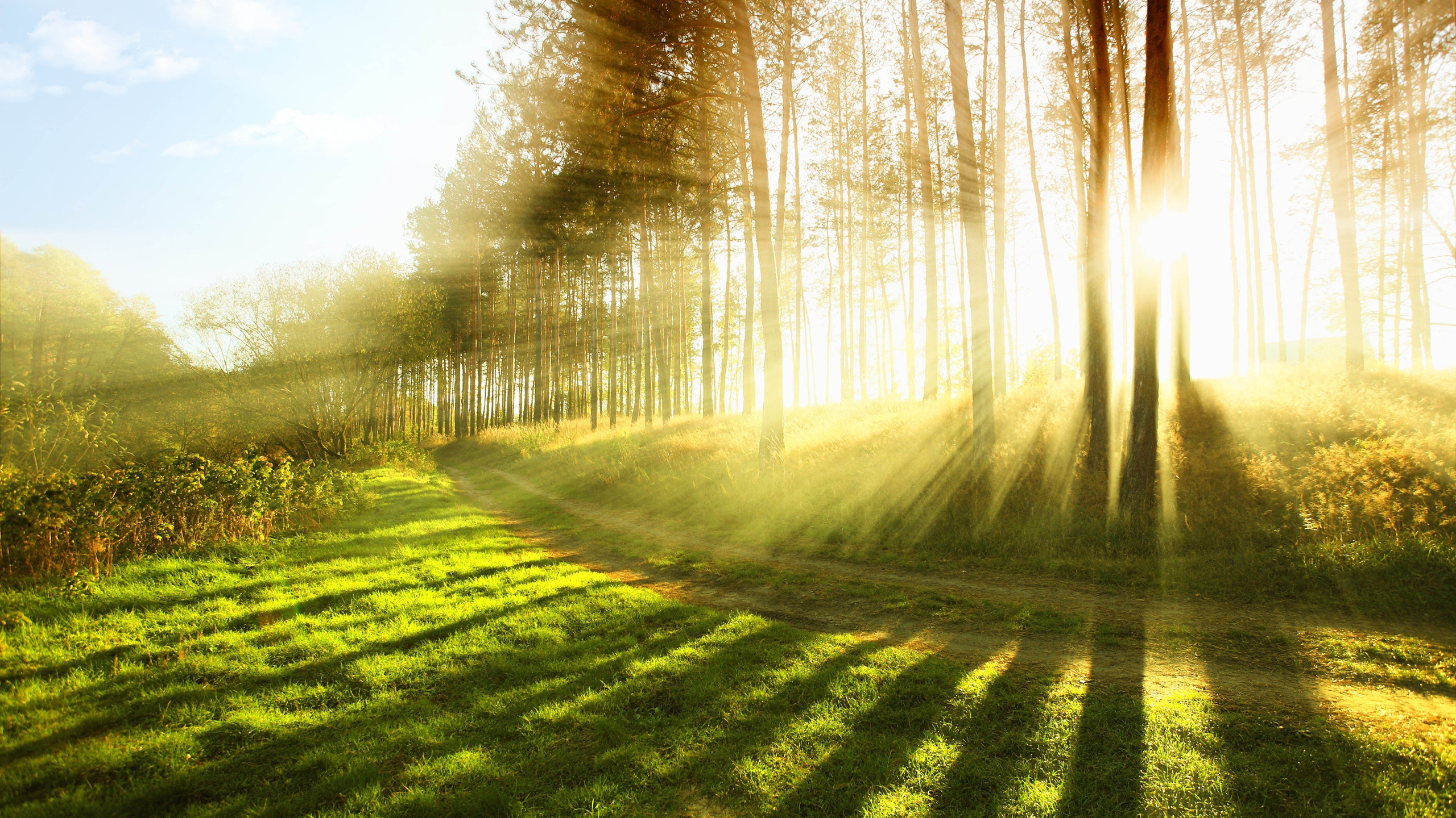 Champ D'herbe Verte Avec Des Arbres Pendant la Journée. Wallpaper in 2560x1440 Resolution