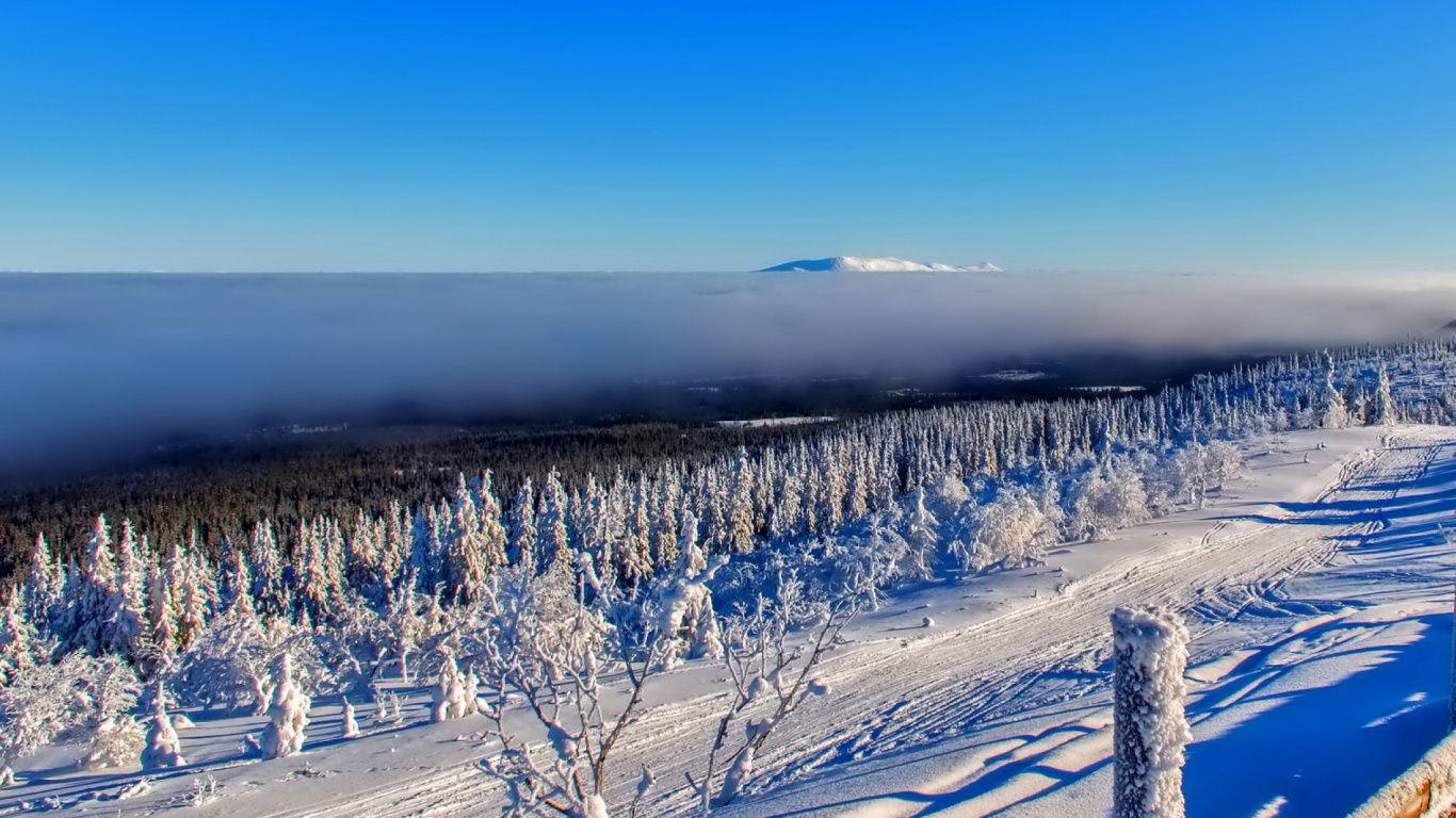 Schneebedeckte Bäume Tagsüber. Wallpaper in 1366x768 Resolution