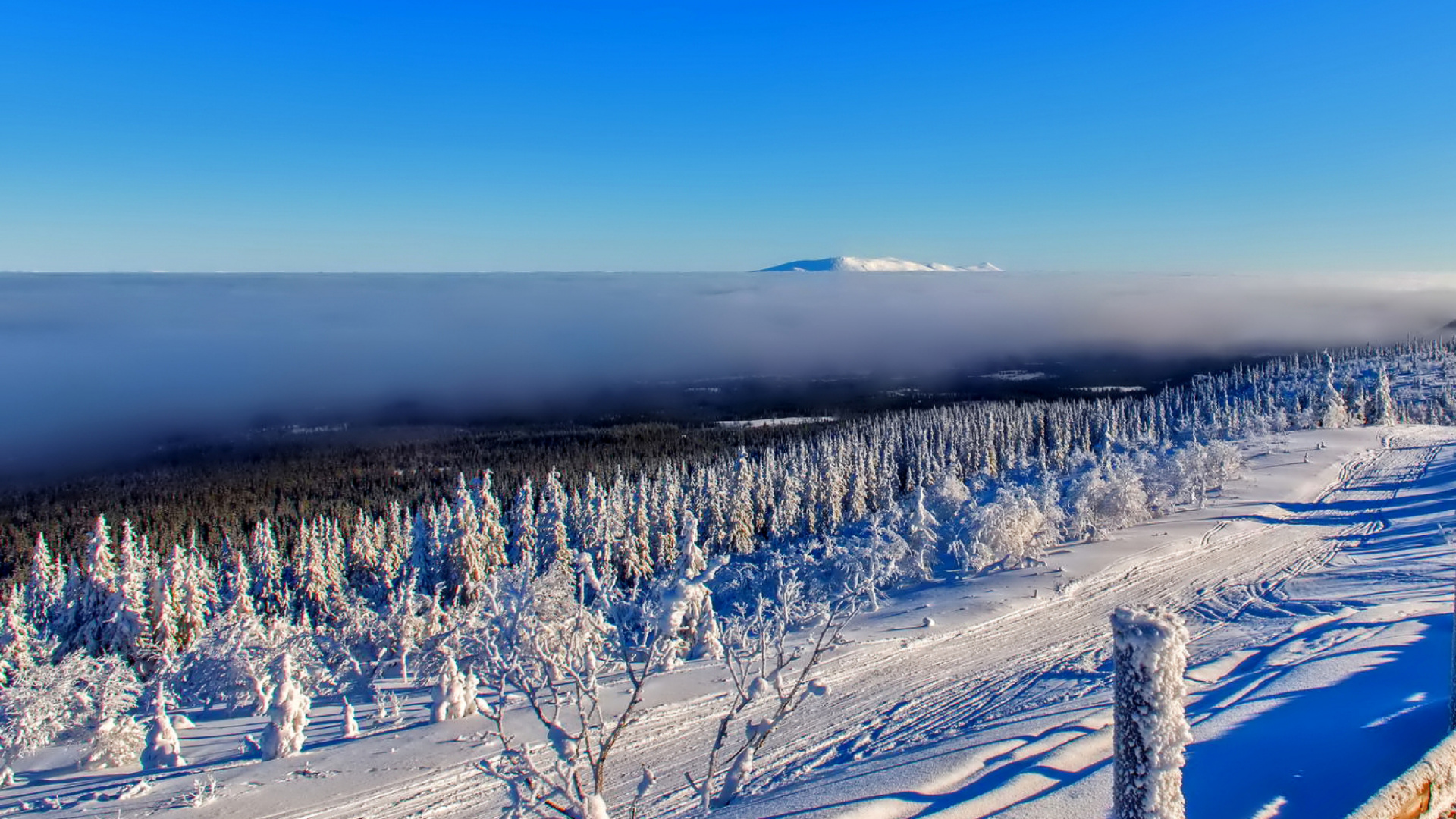 Snow Covered Trees During Daytime. Wallpaper in 1920x1080 Resolution