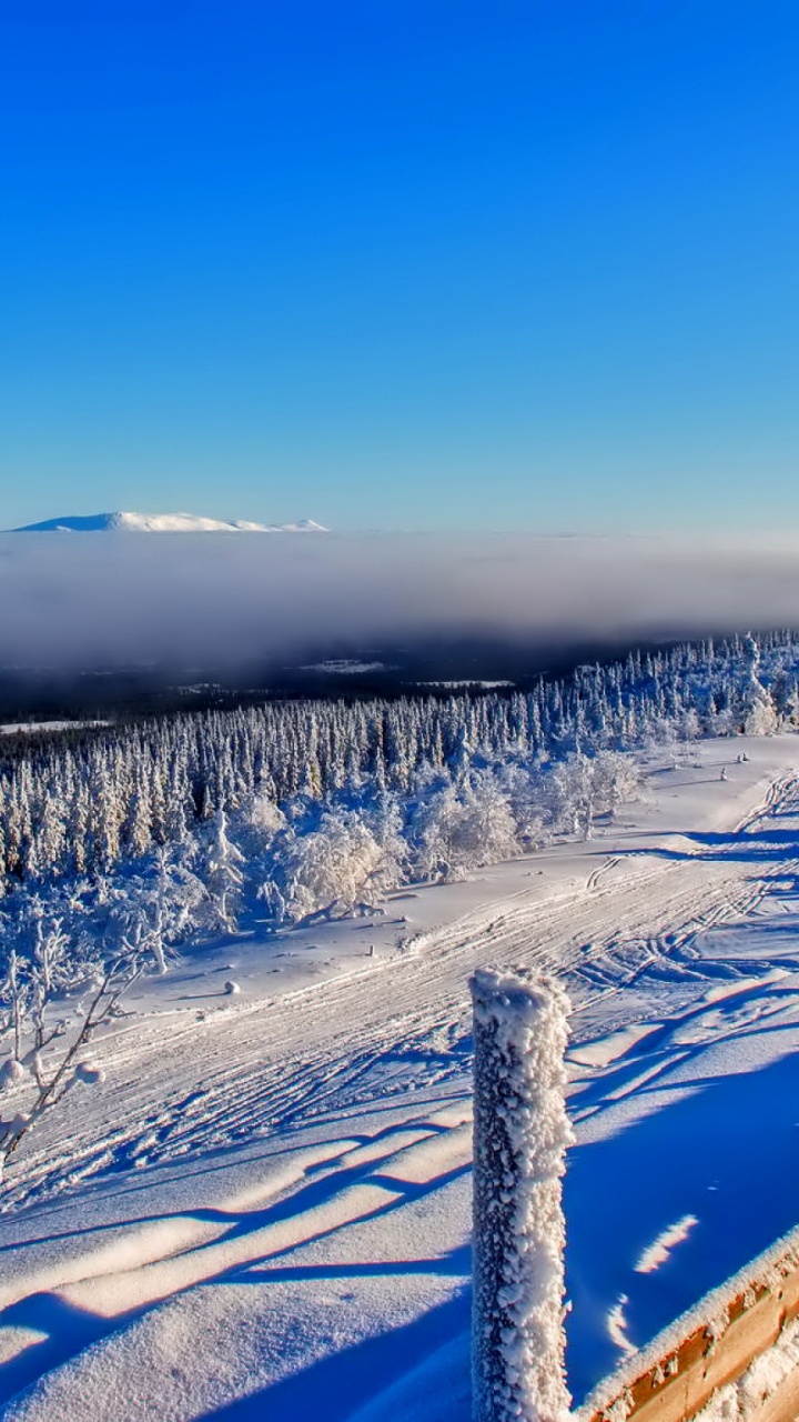 Snow Covered Trees During Daytime. Wallpaper in 720x1280 Resolution
