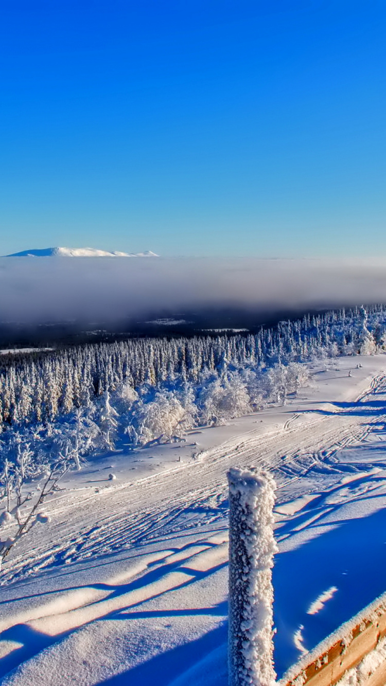 Snow Covered Trees During Daytime. Wallpaper in 750x1334 Resolution