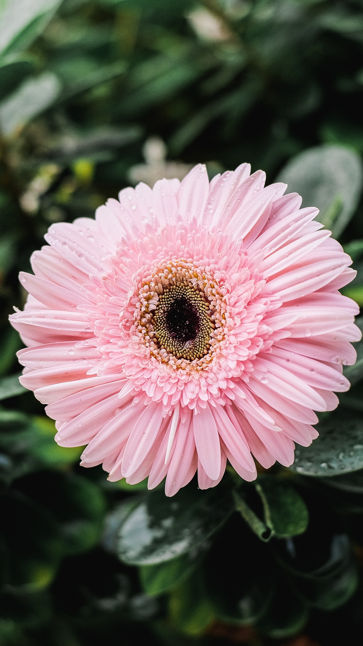 Pink Flower in Water Droplets. Wallpaper in 1440x2560 Resolution