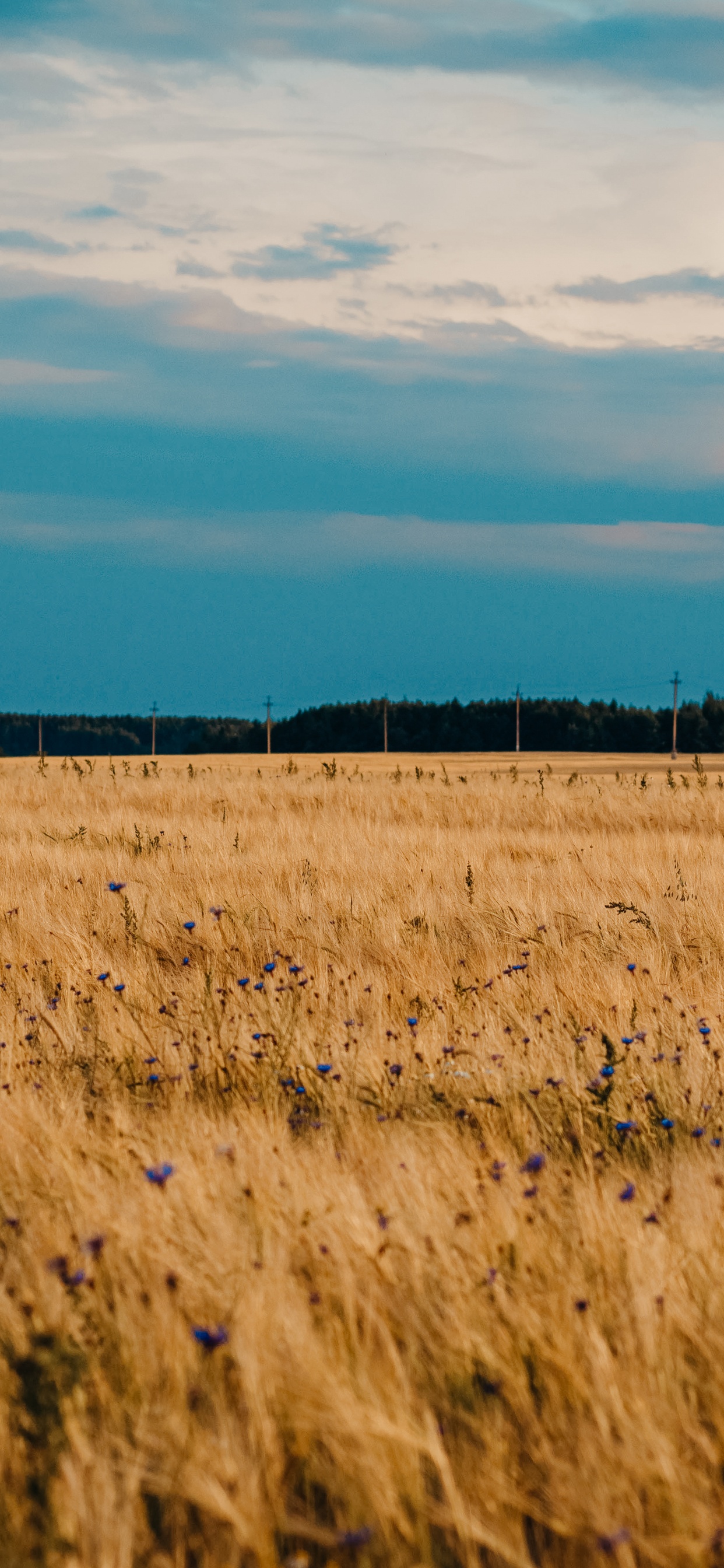 Ebene, Cloud, Prairie, Grünland, Feld. Wallpaper in 1242x2688 Resolution