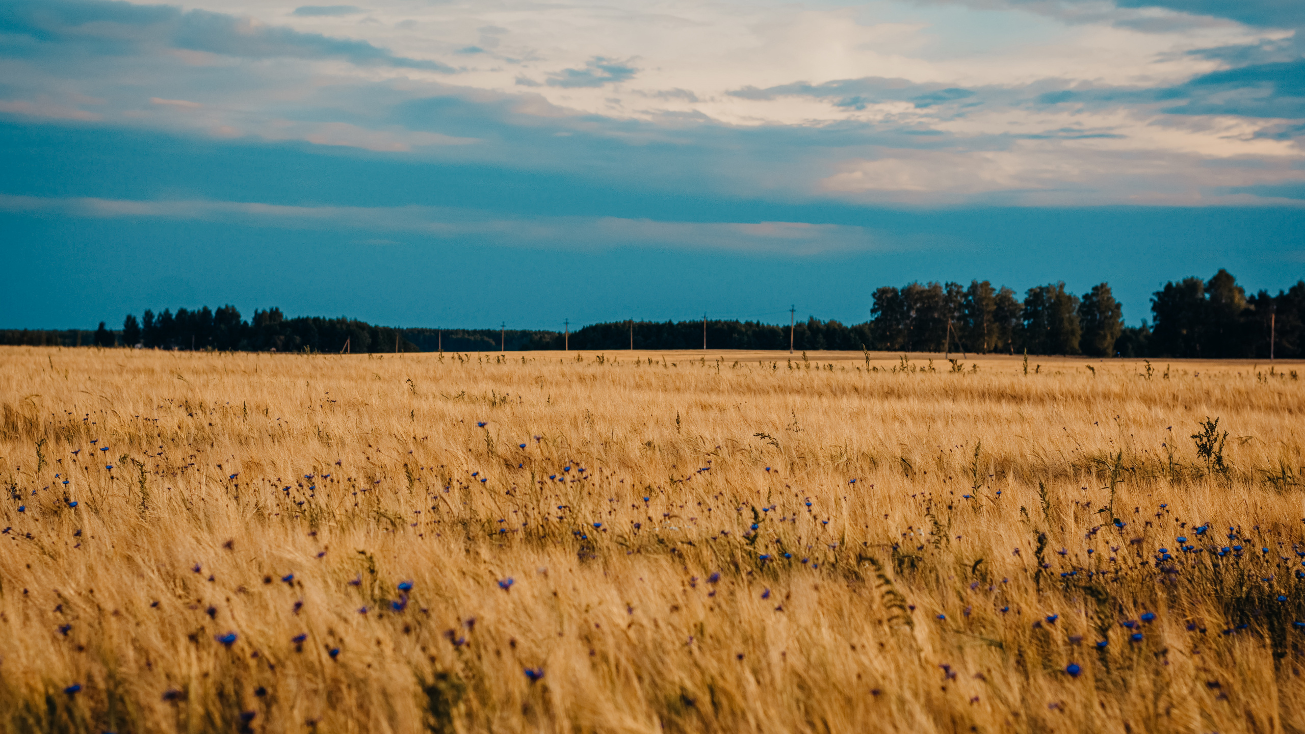 Ebene, Cloud, Prairie, Grünland, Feld. Wallpaper in 2560x1440 Resolution