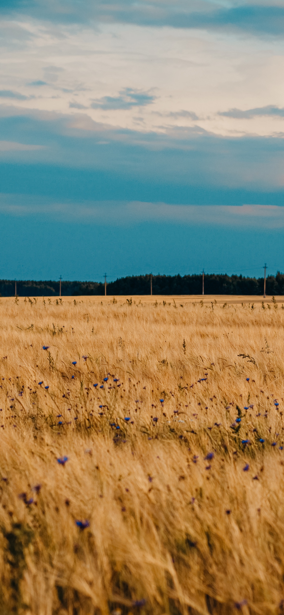 Llanura, Cultivo, Pradera, Poca Profundidad de Foco, Agricultura. Wallpaper in 1125x2436 Resolution