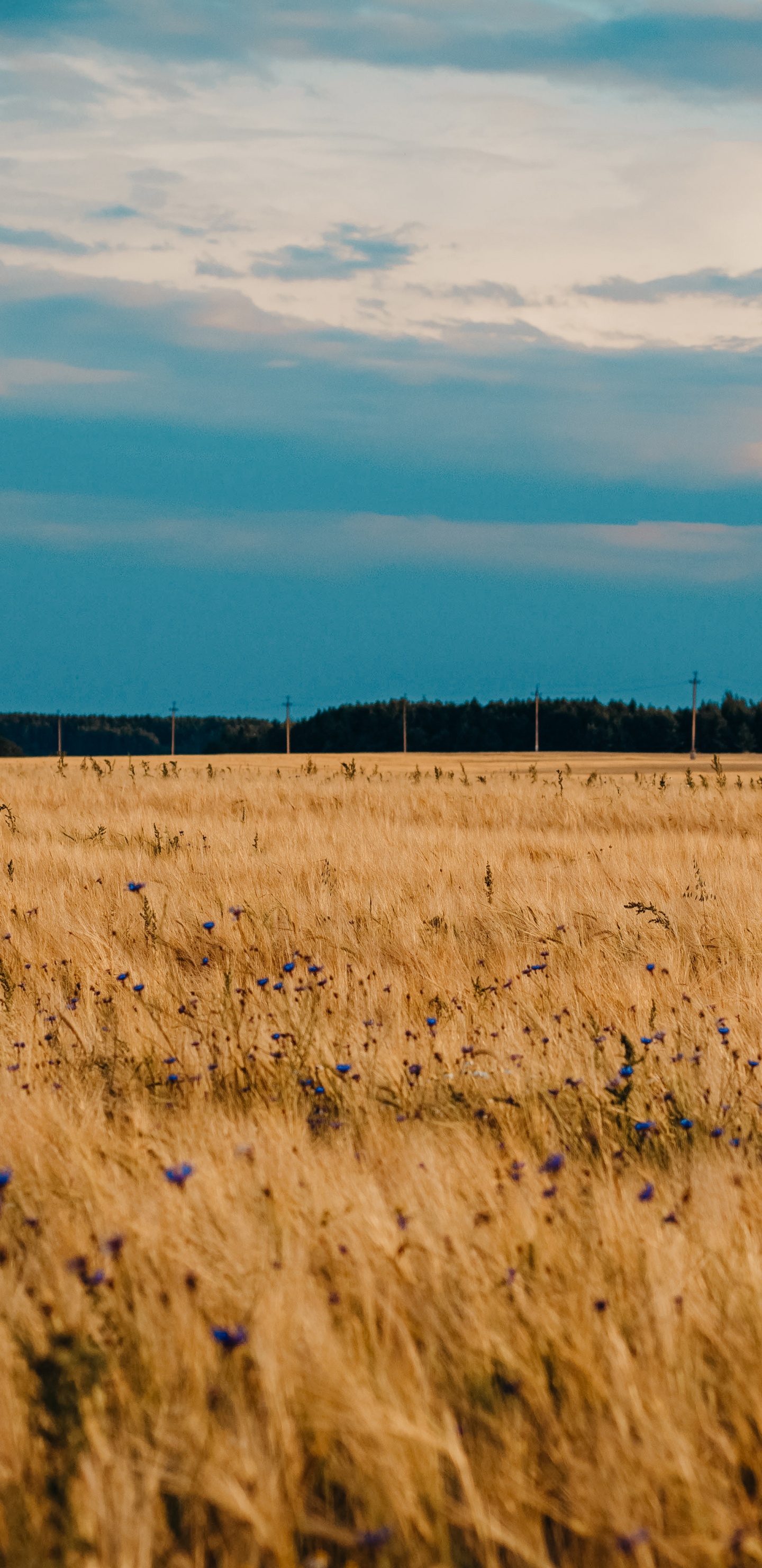 Plaine, Prairie, Champ, Ciel, Shallow Focus. Wallpaper in 1440x2960 Resolution