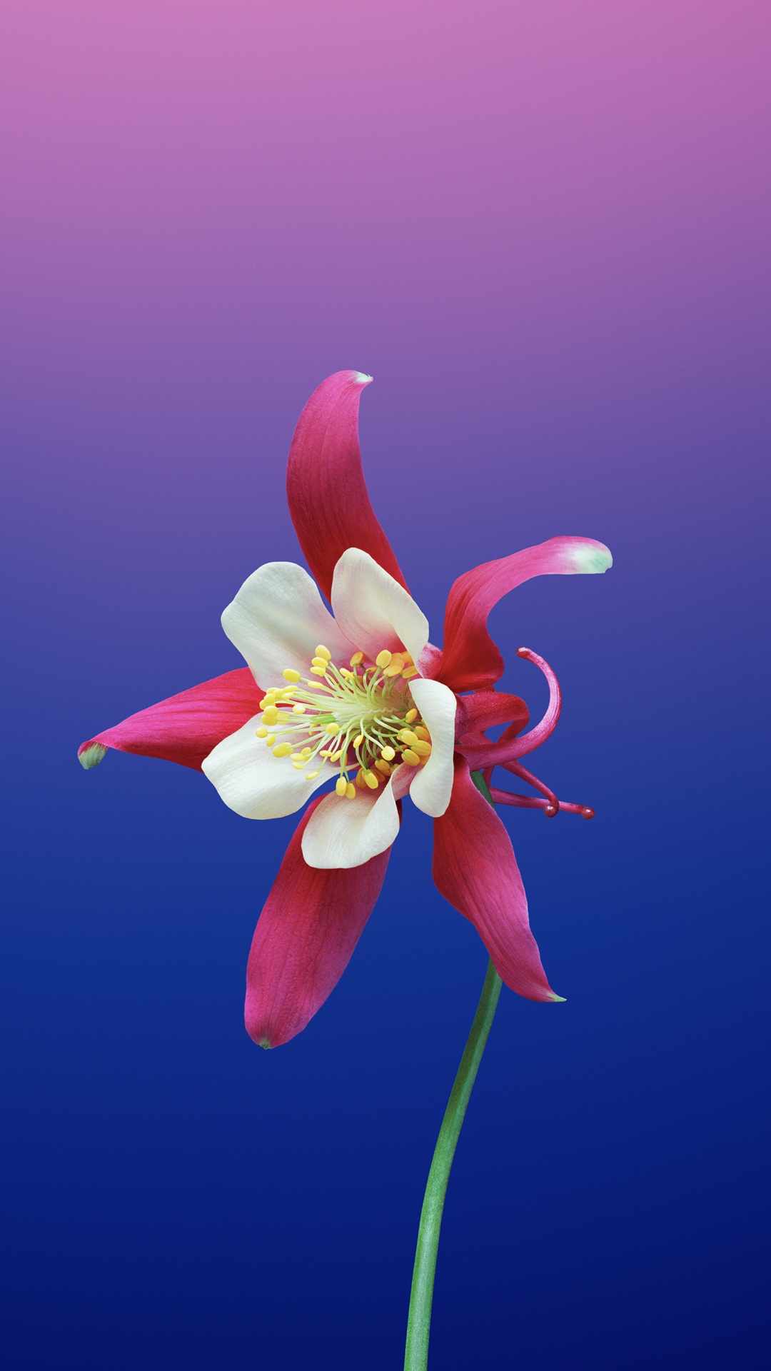 Flor Rosa Con Tallo Verde. Wallpaper in 1080x1920 Resolution