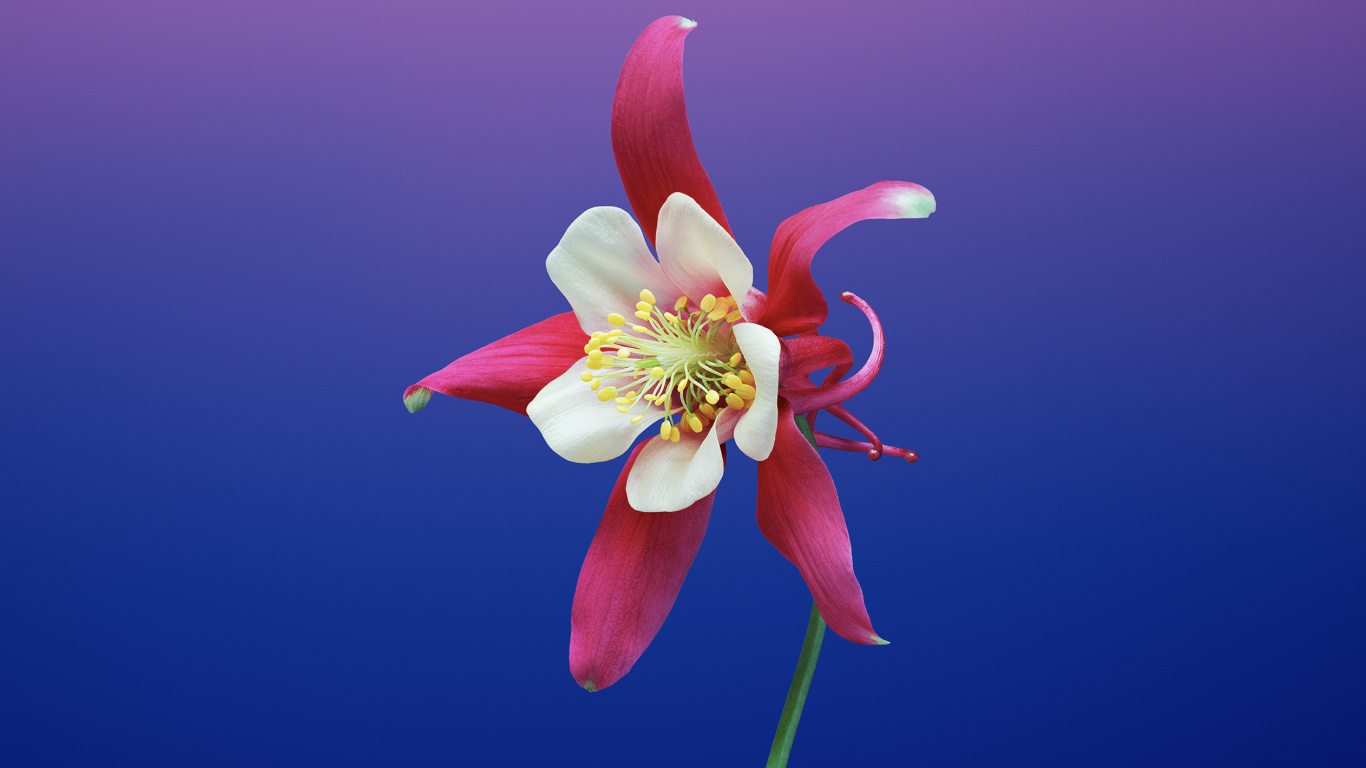 Fleur Rose Avec Tige Verte. Wallpaper in 1366x768 Resolution