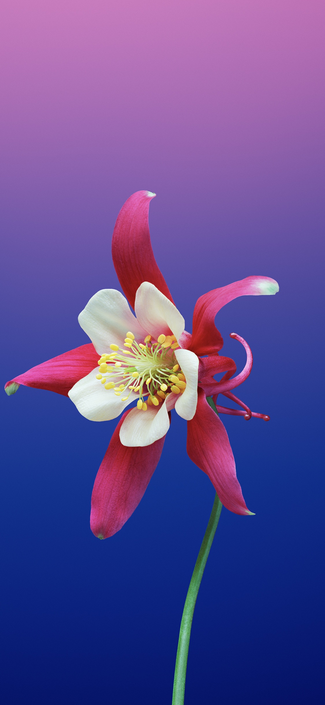 Pink Flower With Green Stem. Wallpaper in 1125x2436 Resolution