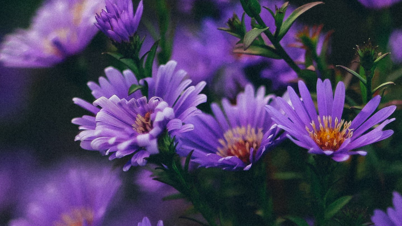 Flower, Rose, Purple, Plant, Petal. Wallpaper in 1280x720 Resolution