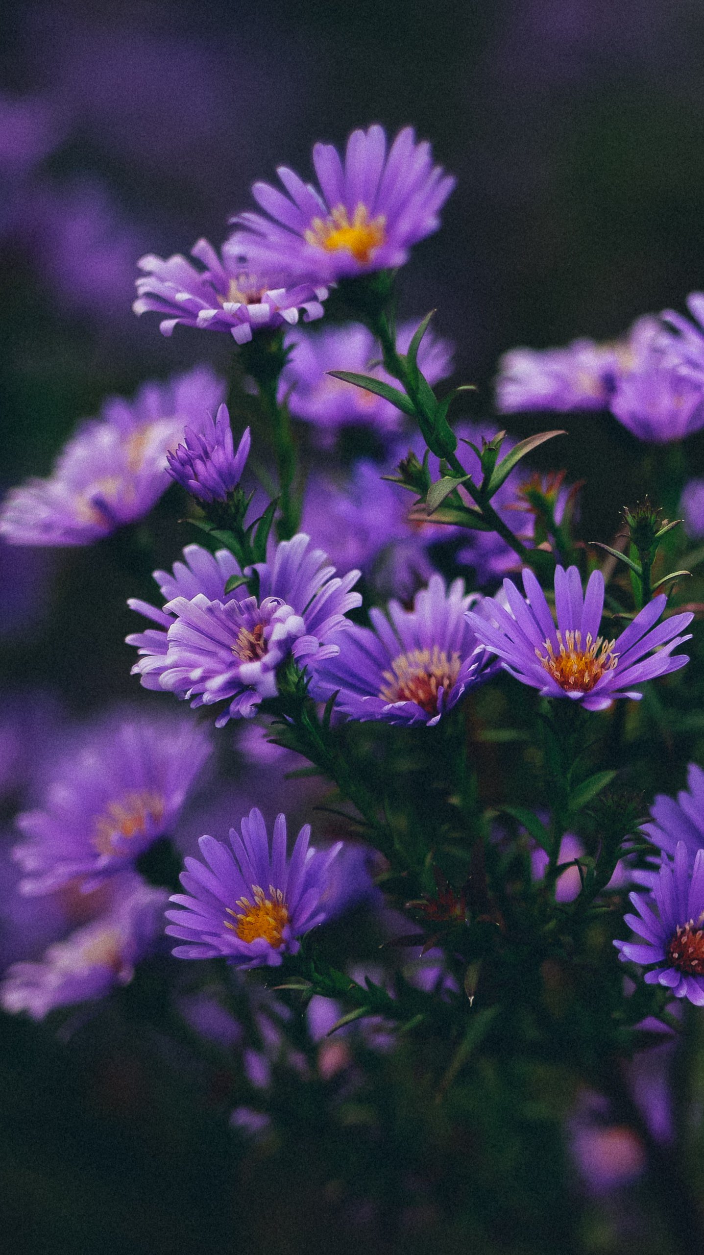 purple flowers wallpaper iphone