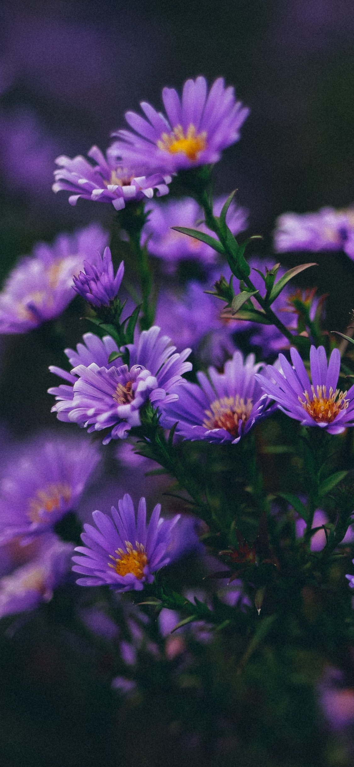 Rose, Purpur, Blütenblatt, Bodendecker, Blühende Pflanze. Wallpaper in 1125x2436 Resolution