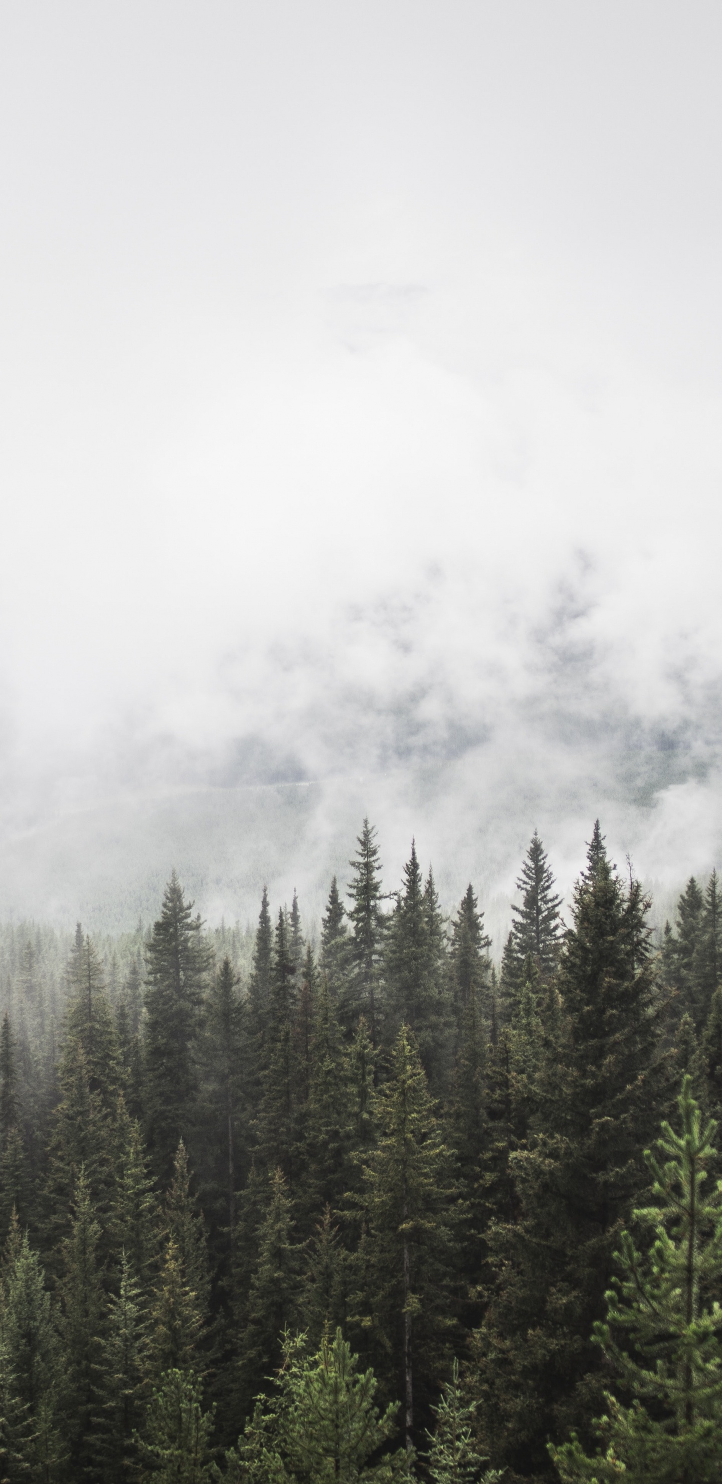 Pins Verts Couverts de Brouillard. Wallpaper in 1440x2960 Resolution