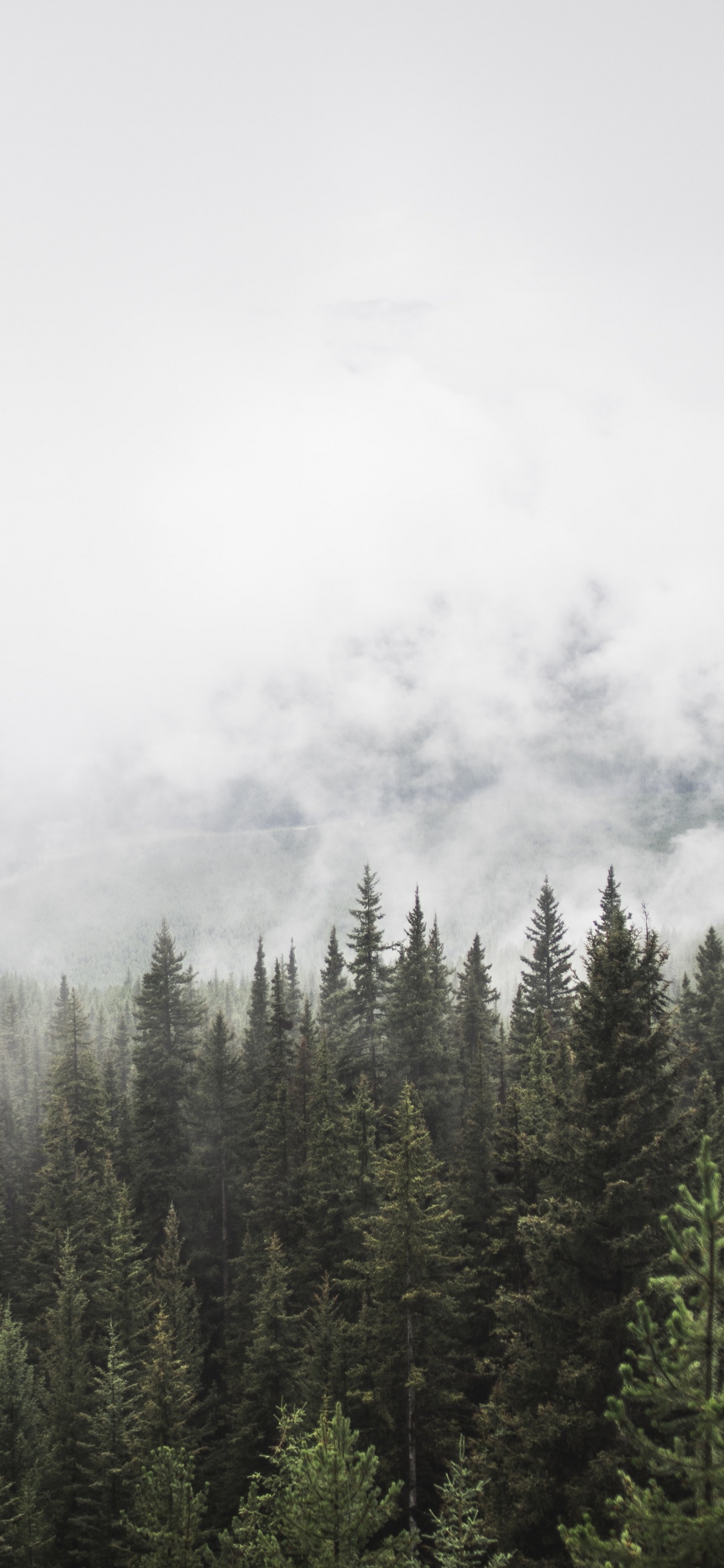 Green Pine Trees Covered With Fog. Wallpaper in 1125x2436 Resolution