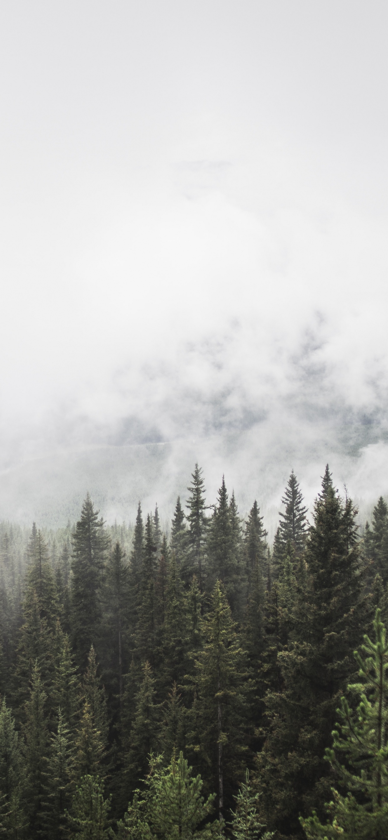 Green Pine Trees Covered With Fog. Wallpaper in 1242x2688 Resolution