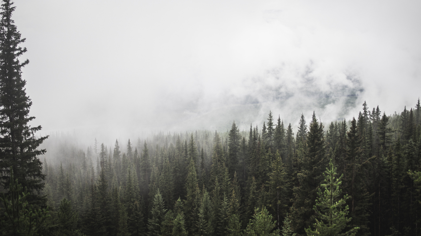 Green Pine Trees Covered With Fog. Wallpaper in 1366x768 Resolution