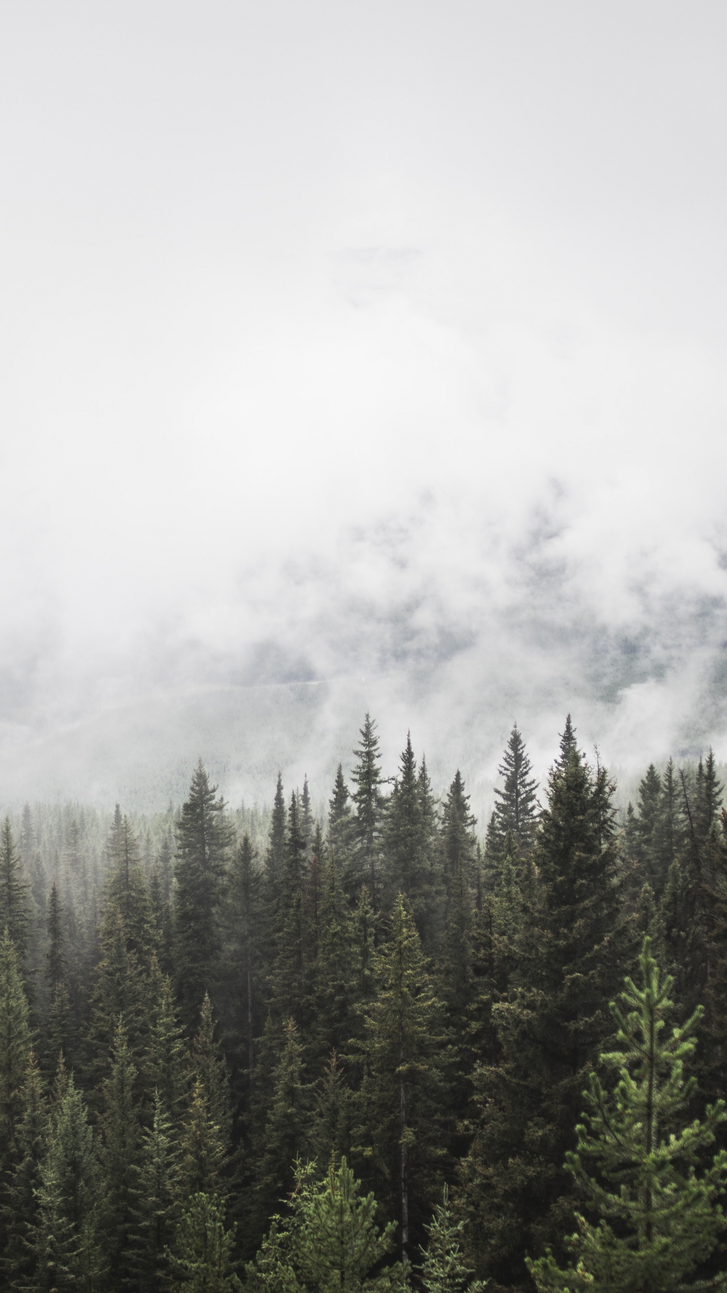 Green Pine Trees Covered With Fog. Wallpaper in 1440x2560 Resolution