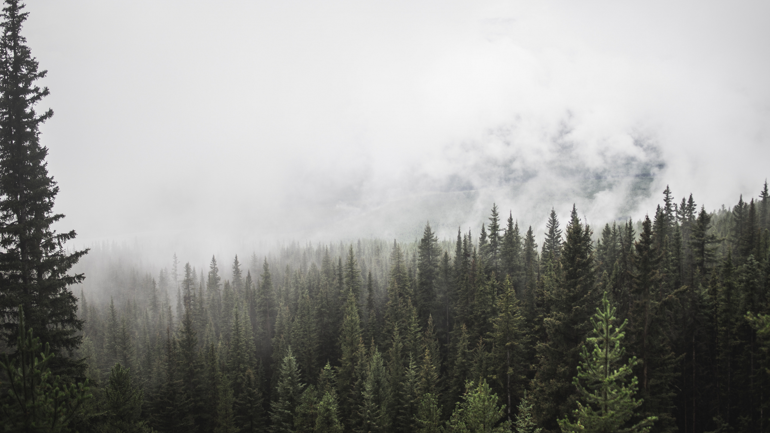 Green Pine Trees Covered With Fog. Wallpaper in 2560x1440 Resolution