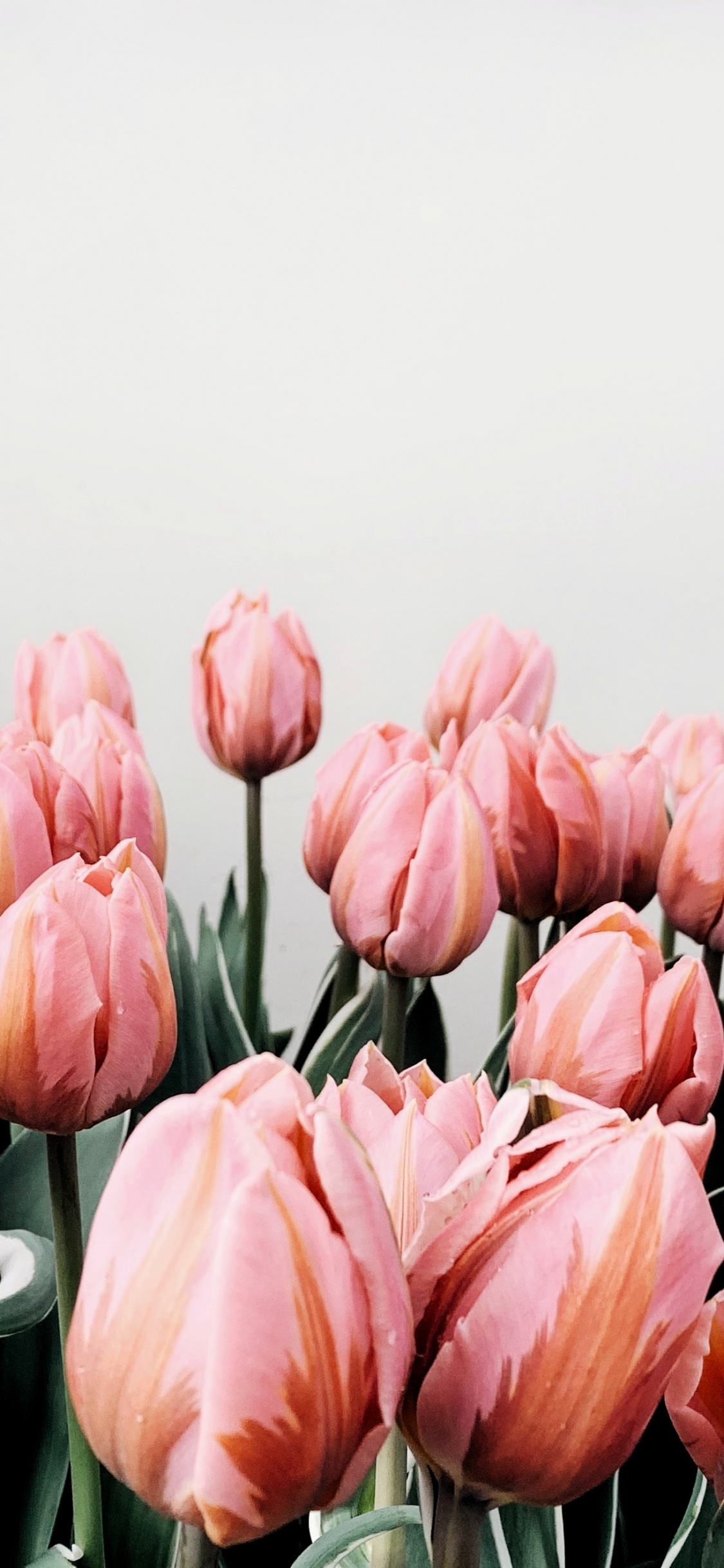 Tulipanes Rosas en Florero de Vidrio Transparente. Wallpaper in 1125x2436 Resolution