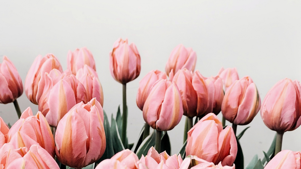 Tulipanes Rosas en Florero de Vidrio Transparente. Wallpaper in 1280x720 Resolution