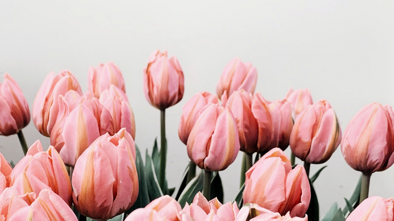 Tulipes Roses Dans un Vase en Verre Transparent. Wallpaper in 1366x768 Resolution