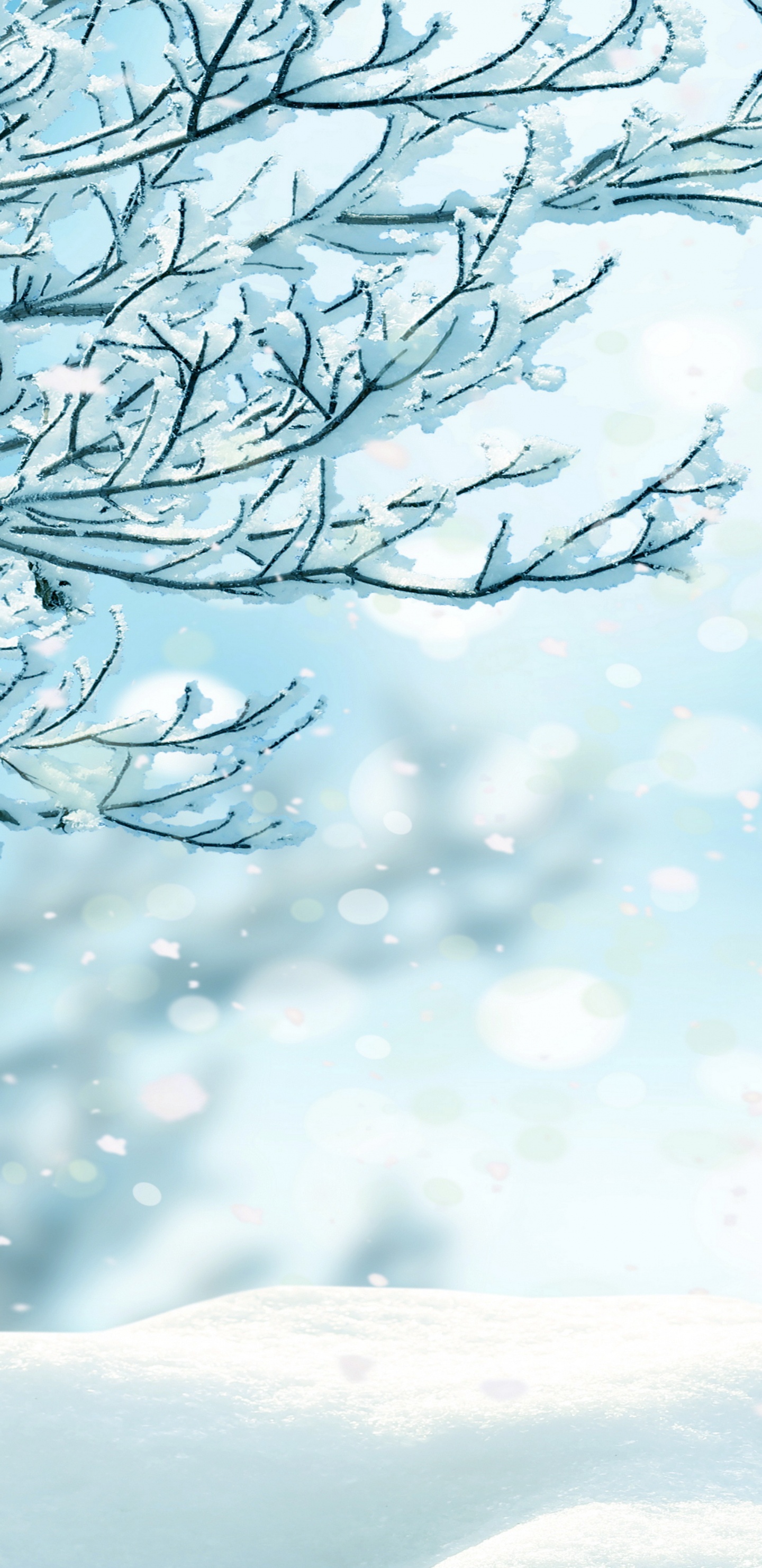 Kahler Baum Mit Wassertropfen. Wallpaper in 1440x2960 Resolution