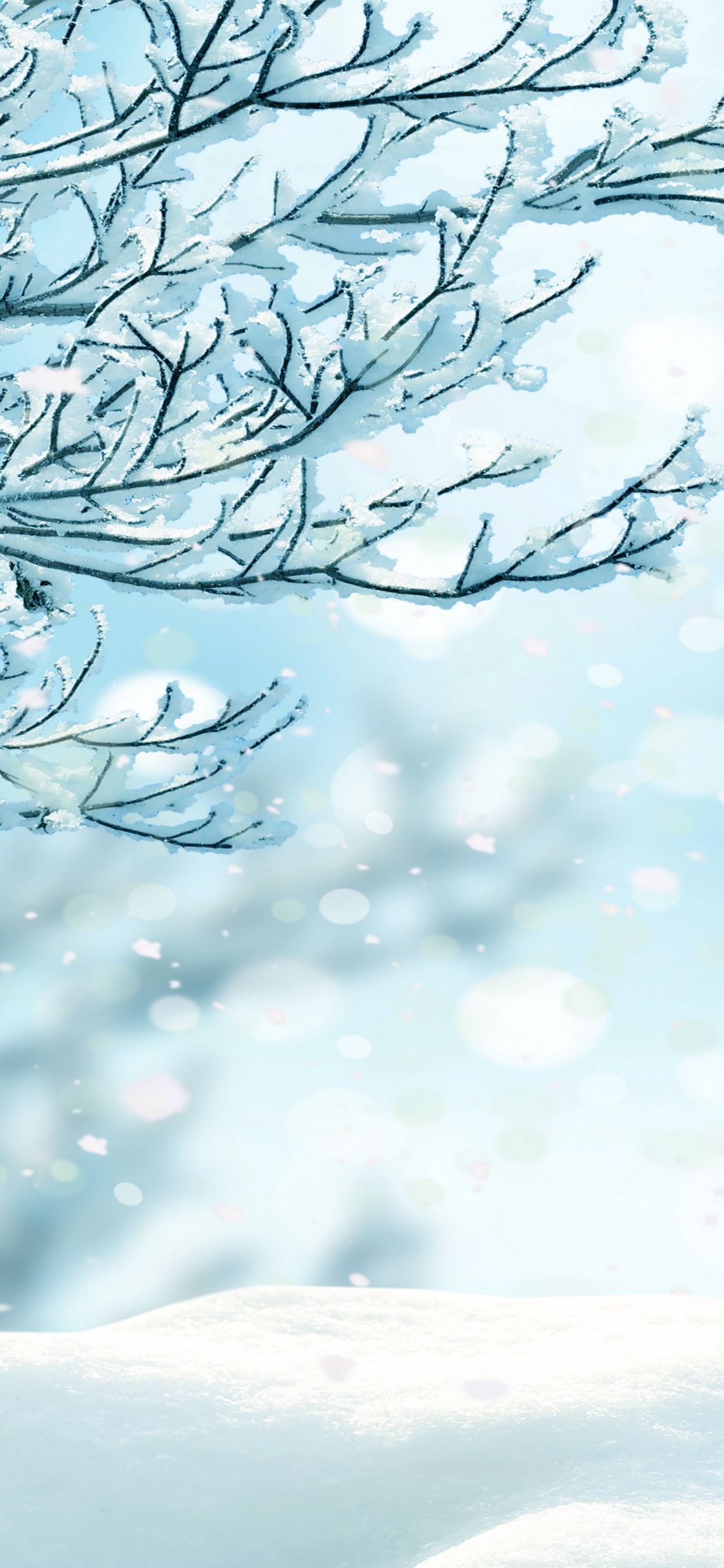 Arbre Sans Feuilles Avec Des Gouttelettes D'eau. Wallpaper in 1242x2688 Resolution