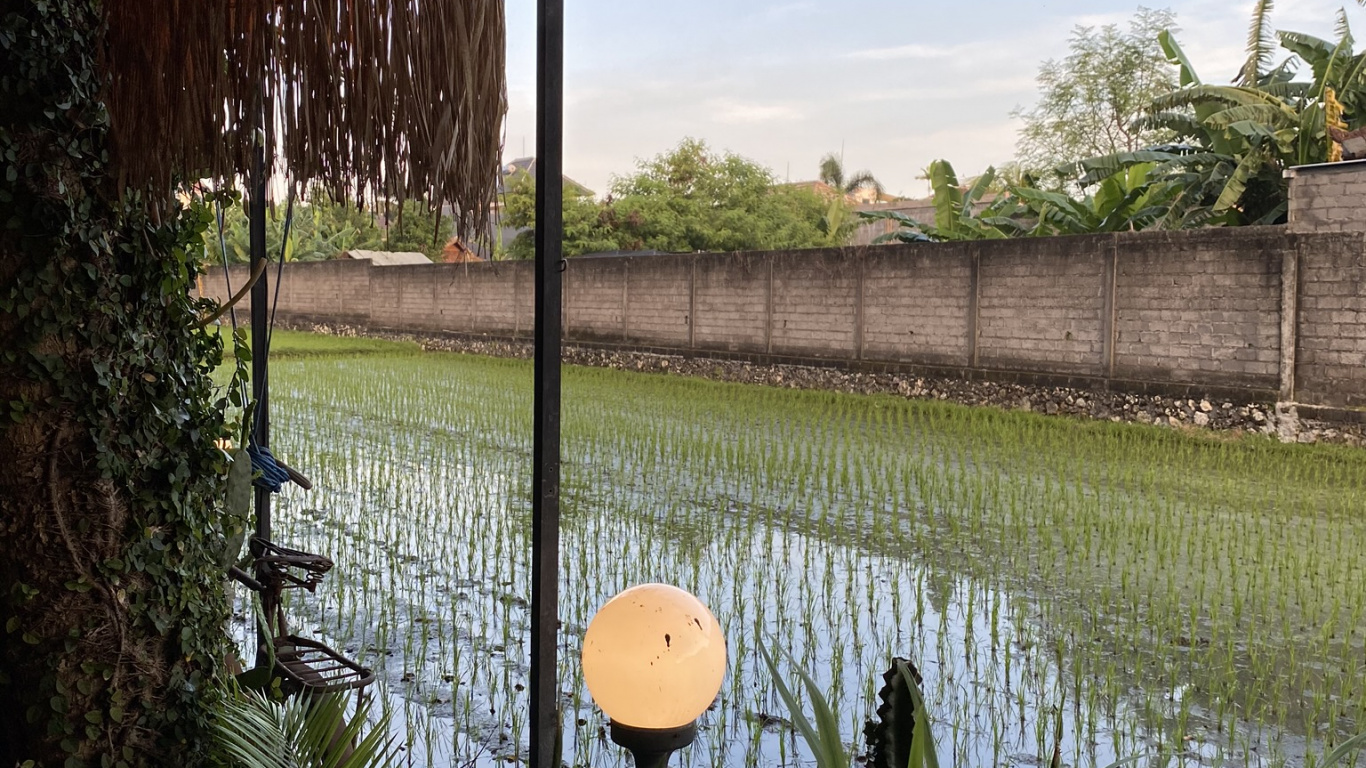 Wasser, Palme, Immobilie, Teich, Feuchtgebiet. Wallpaper in 1366x768 Resolution