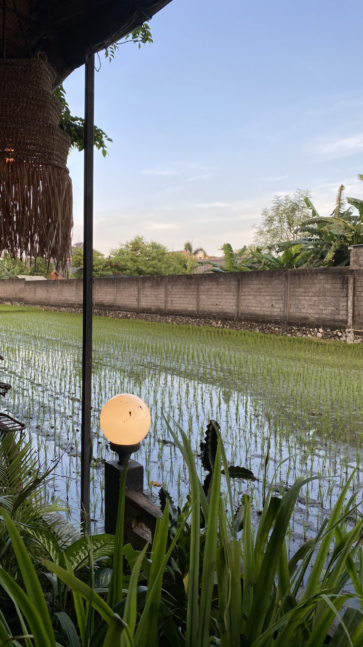 Water, Palm Trees, Real Estate, Plant, Pond. Wallpaper in 750x1334 Resolution