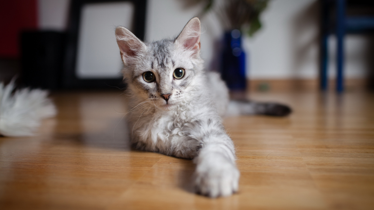 小猫, 土耳其安哥拉, 英国短毛猫, 缅因, 中小型猫 壁纸 1280x720 允许