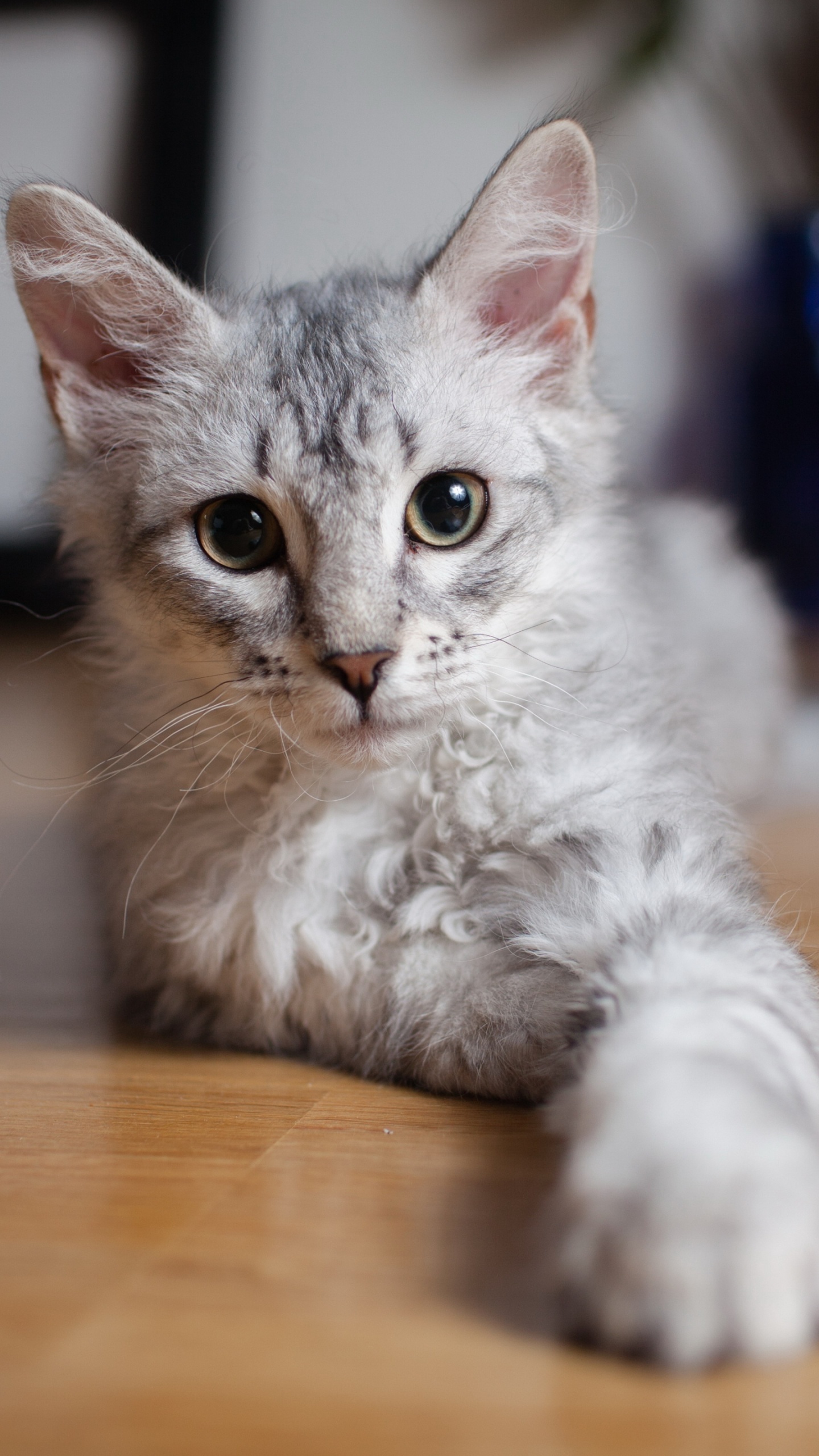 小猫, 土耳其安哥拉, 英国短毛猫, 缅因, 中小型猫 壁纸 1440x2560 允许
