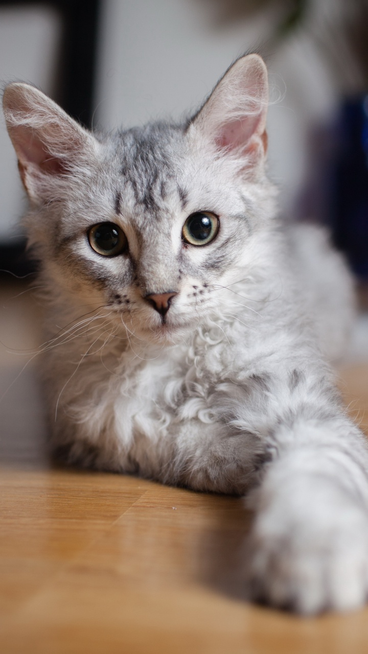 小猫, 土耳其安哥拉, 英国短毛猫, 缅因, 中小型猫 壁纸 720x1280 允许