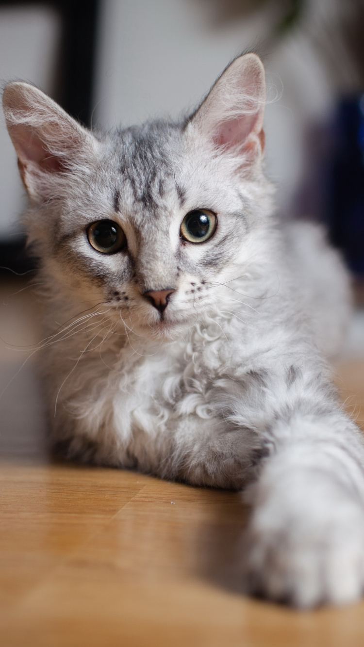 小猫, 土耳其安哥拉, 英国短毛猫, 缅因, 中小型猫 壁纸 750x1334 允许