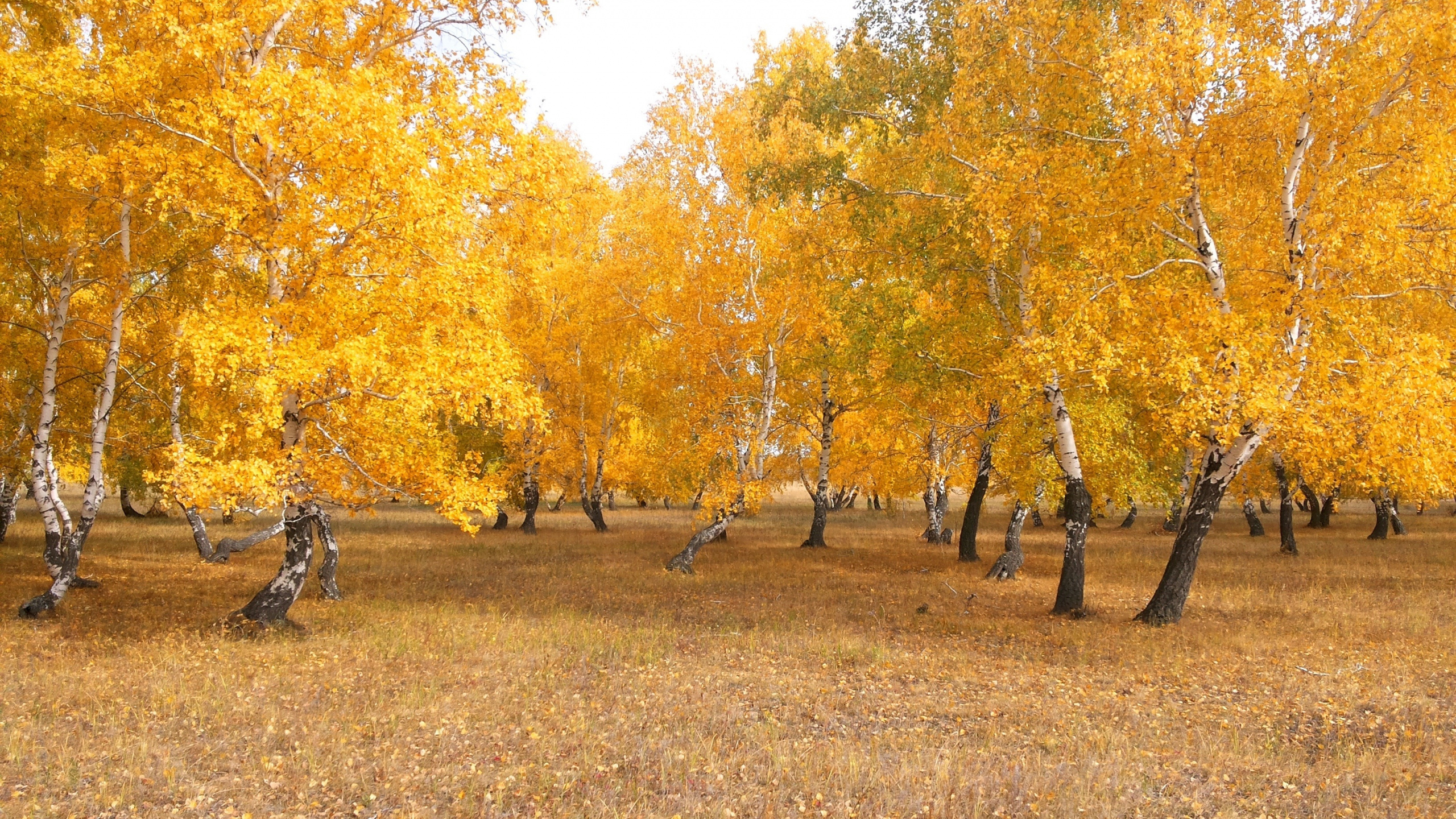 Brown and Green Trees on Brown Grass Field During Daytime. Wallpaper in 2560x1440 Resolution