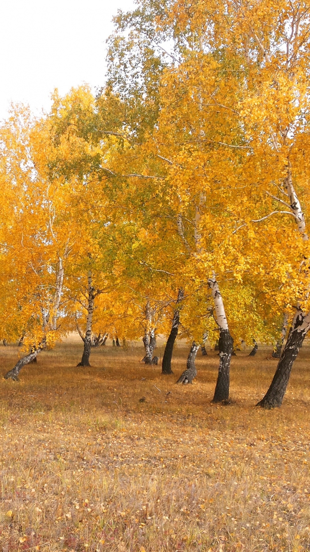 哈萨克斯坦, 性质, 木本植物, Grove, 落叶 壁纸 1080x1920 允许