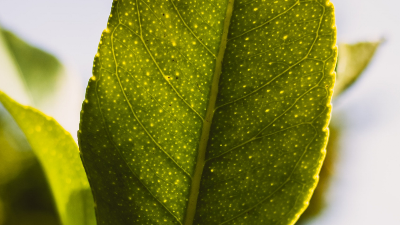 Feuille, Plante Terrestre, Rameau, la Floraison de la Plante, la Pathologie Des Plantes. Wallpaper in 1280x720 Resolution